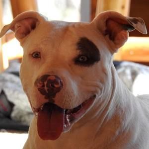 Meet your Posher, Annie